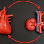 Heart and Kidney Health Connection: What You Need to Know