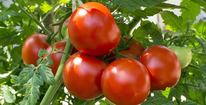 homegrown tomatoes